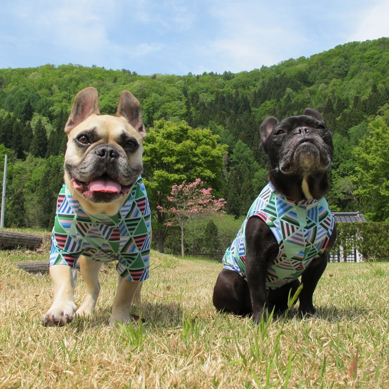 �ե饯����T����ġ�T�����2��or���󥯥ȥå�1���T�����1��ϥ᡼���زġ�