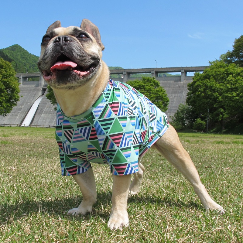 �ե饯����T����ġ�T�����2��or���󥯥ȥå�1���T�����1��ϥ᡼���زġ�