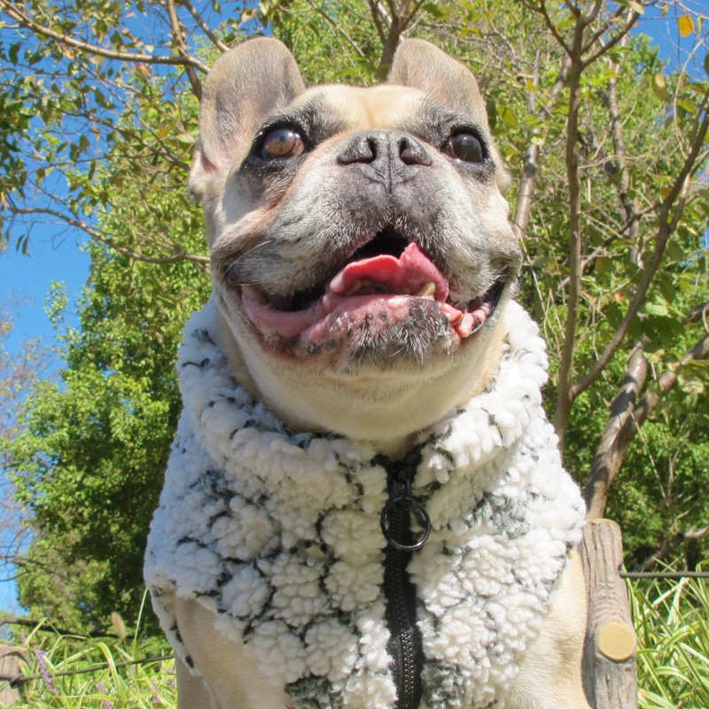 ֤⤳⤳ܥ٥ȡڥ᡼Բġ