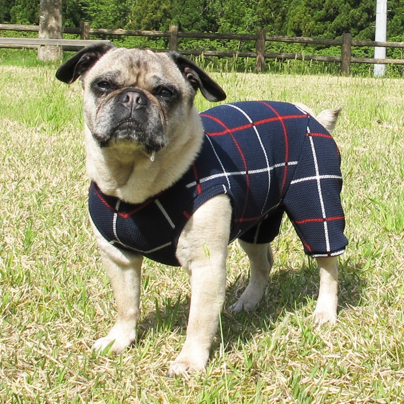 ͥӡåƤĤʤڲƤĤʤ2orƤĤʤ1T()1ϥ᡼زġ