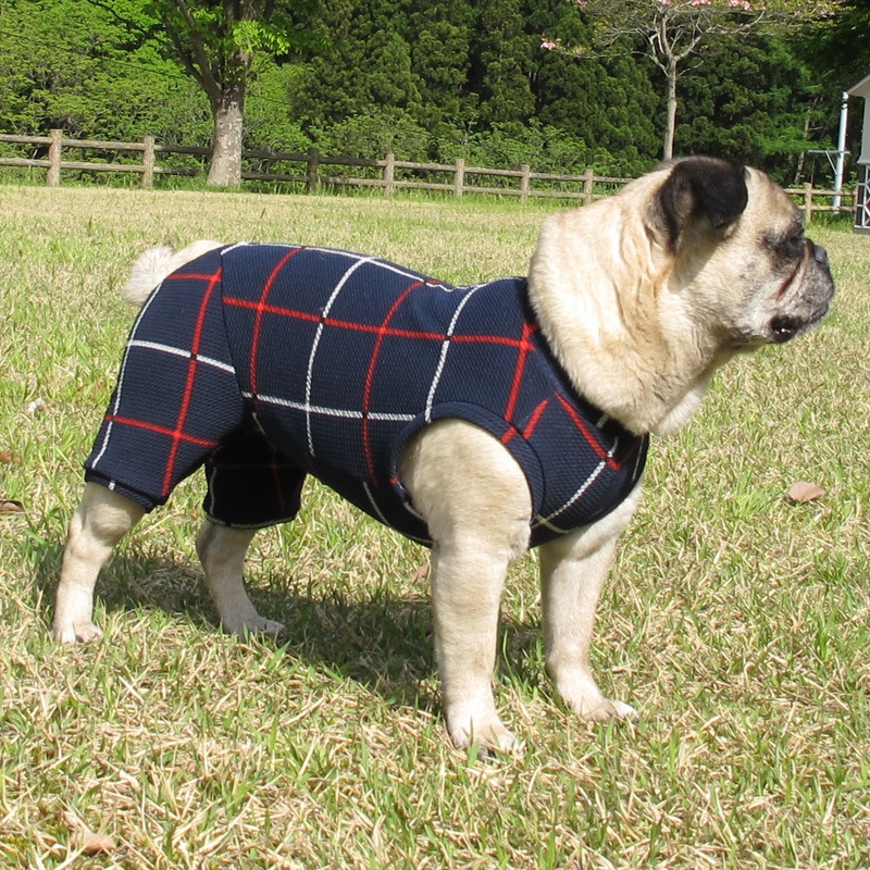 ͥӡåƤĤʤڲƤĤʤ2orƤĤʤ1T()1ϥ᡼زġ