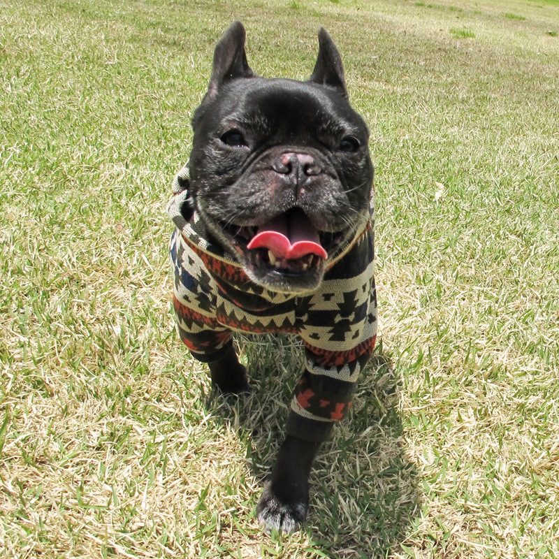 �ͥ��ƥ������ȥ졼�ʡ��ڰ���Τߥ᡼���زġ�