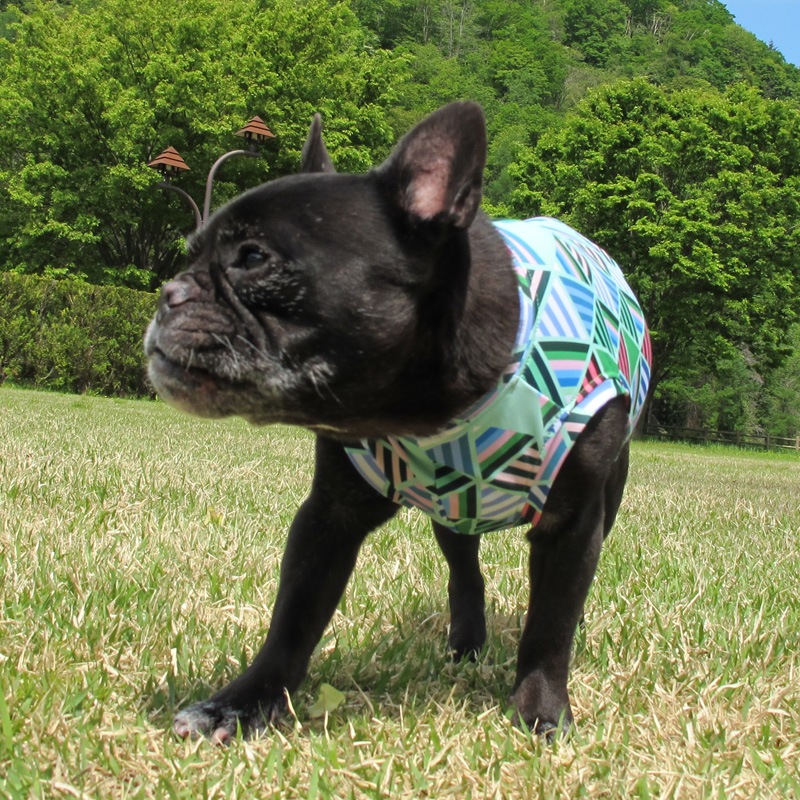 �ե饯���륿�󥯥ȥåס�T�����2��or���󥯥ȥå�1���T�����1��ϥ᡼���زġ�