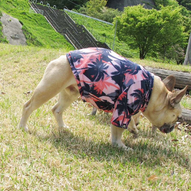 ������T����ġ�T�����2��or���󥯥ȥå�1���T�����1��ϥ᡼���زġ�