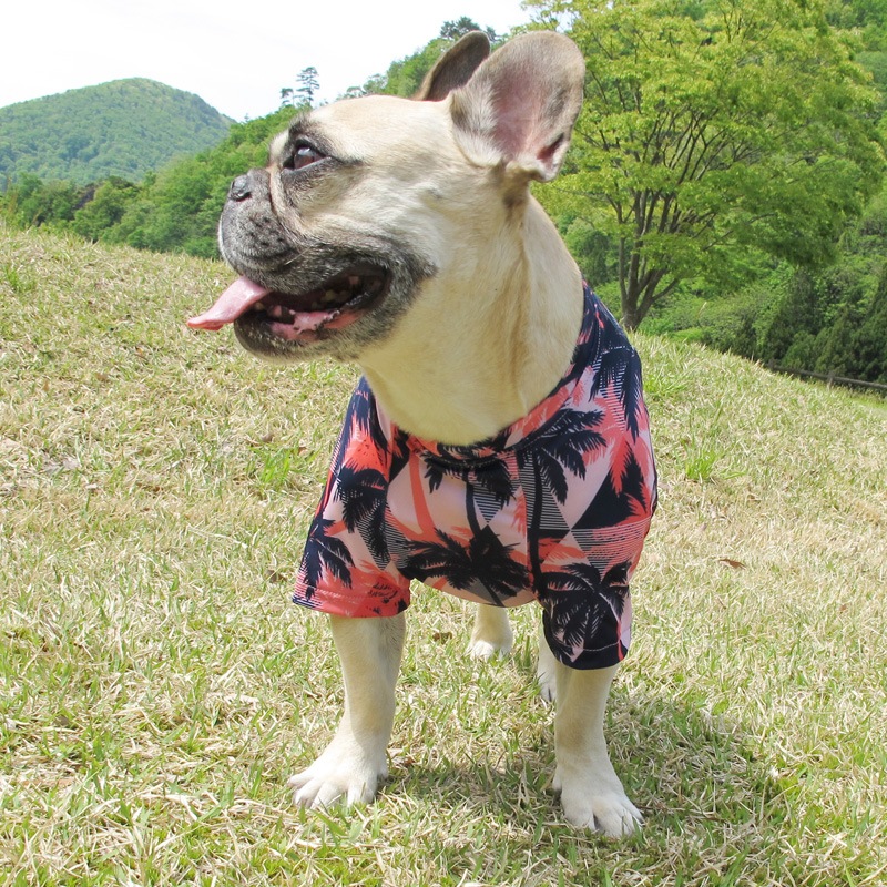 ������T����ġ�T�����2��or���󥯥ȥå�1���T�����1��ϥ᡼���زġ�