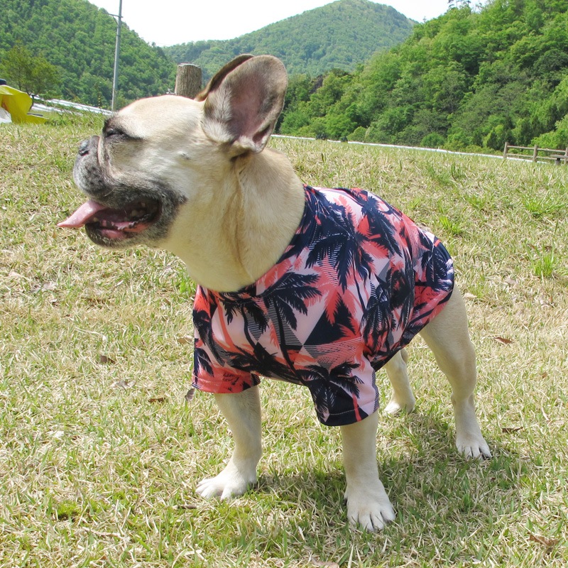 ������T����ġ�T�����2��or���󥯥ȥå�1���T�����1��ϥ᡼���زġ�