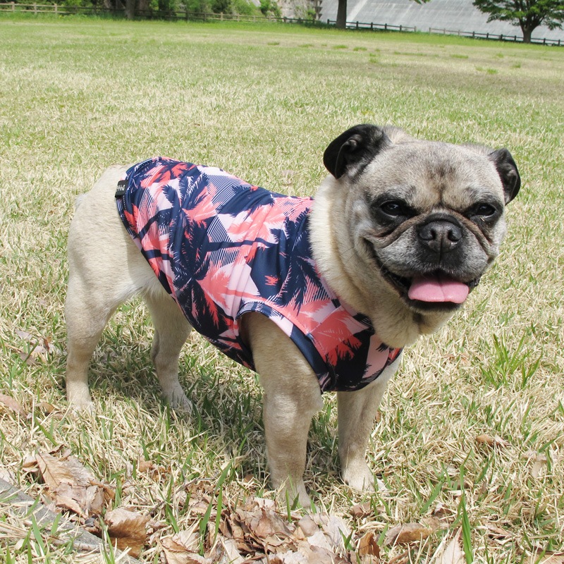 �����ϥ��󥯥ȥåס�T�����2��or���󥯥ȥå�1���T�����1��ϥ᡼���زġ�