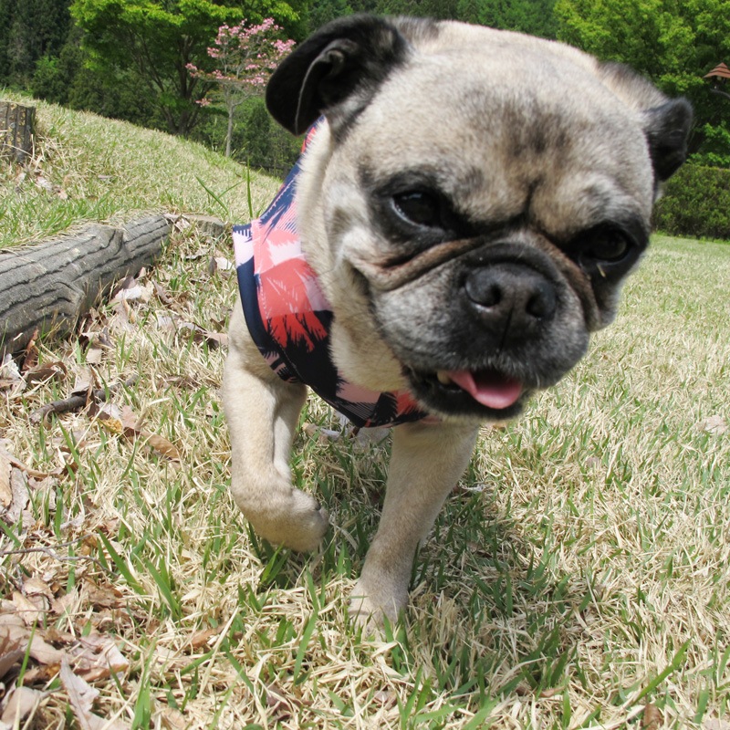 �����ϥ��󥯥ȥåס�T�����2��or���󥯥ȥå�1���T�����1��ϥ᡼���زġ�