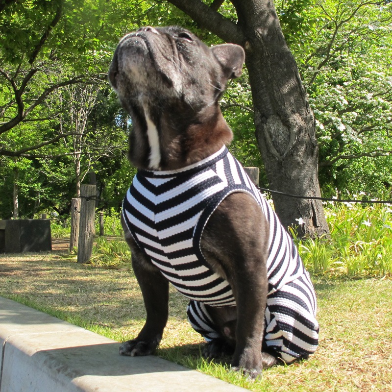 ܡƤĤʤڲƤĤʤ2orƤĤʤ1T()1ϥ᡼زġ