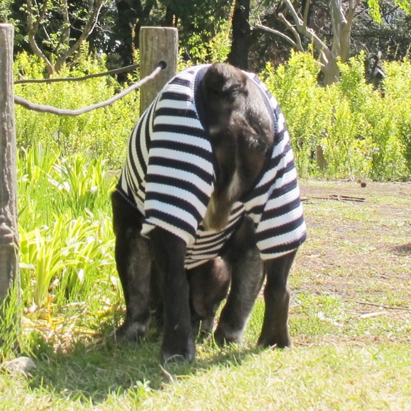 ܡƤĤʤڲƤĤʤ2orƤĤʤ1T()1ϥ᡼زġ