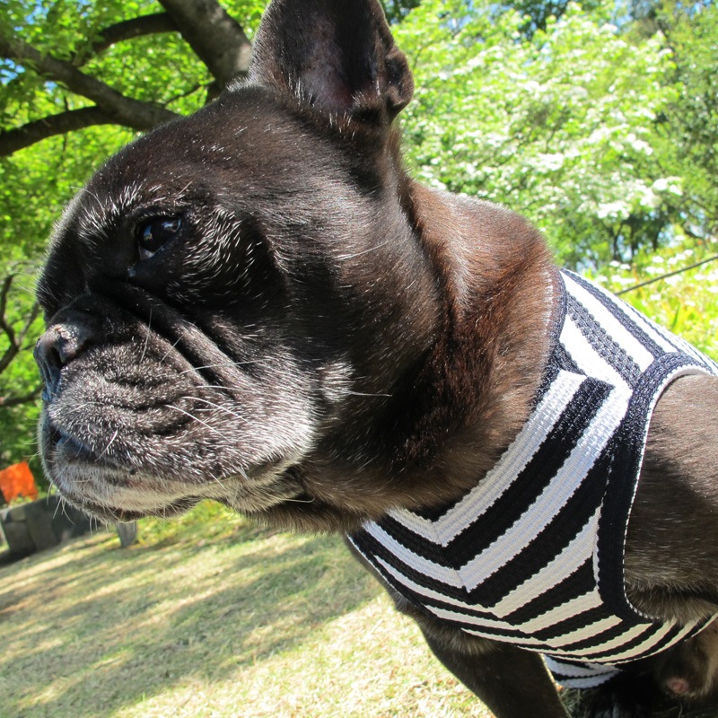 ܡƤĤʤڲƤĤʤ2orƤĤʤ1T()1ϥ᡼زġ