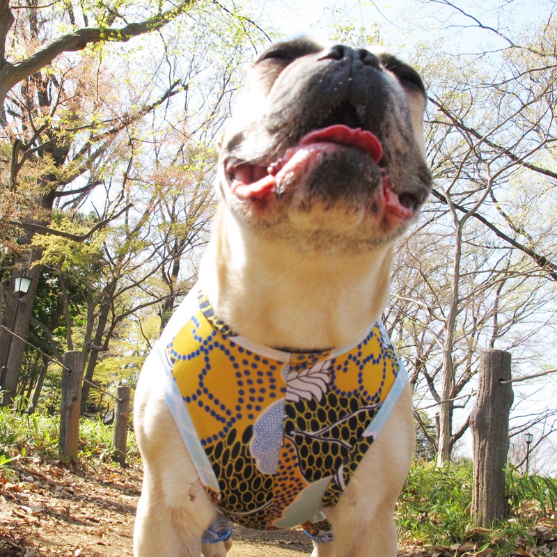 ��������ʥե��ץ��ȲƤĤʤ��ڲƤĤʤ�2��or�ƤĤʤ�1���T�����(����)1��ϥ᡼���زġ�