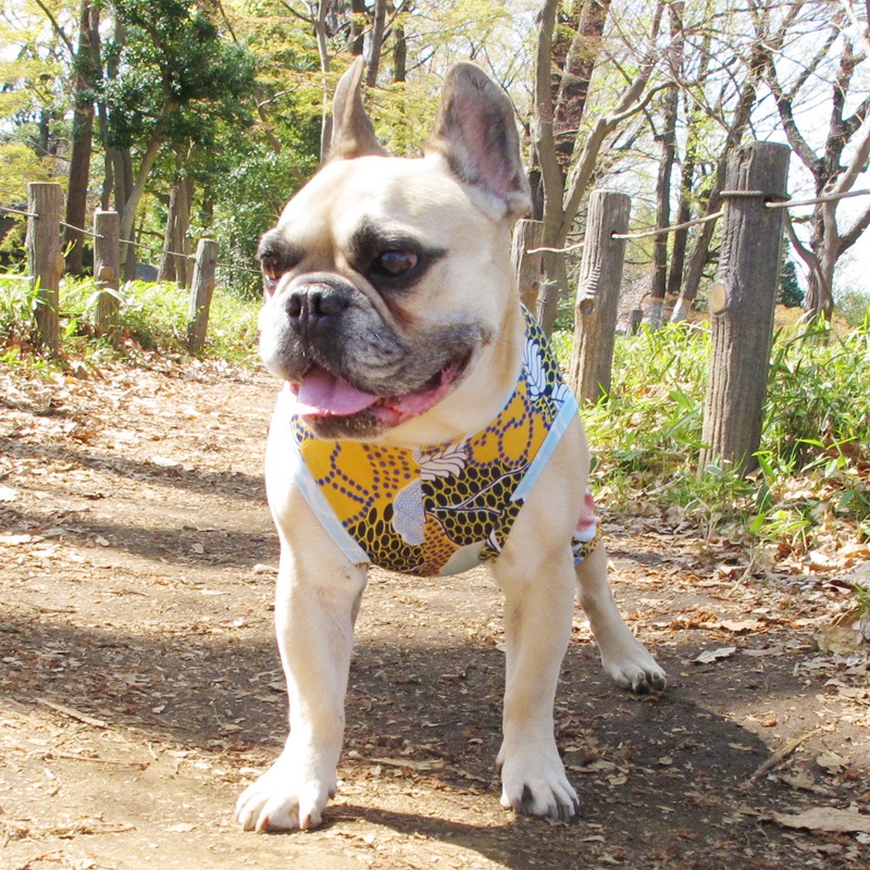 ��������ʥե��ץ��ȲƤĤʤ��ڲƤĤʤ�2��or�ƤĤʤ�1���T�����(����)1��ϥ᡼���زġ�