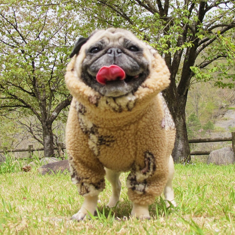 �ե��ˡ��ʤ������Υܥ��ȥ졼�ʡ��ڥ᡼�����Բġ�