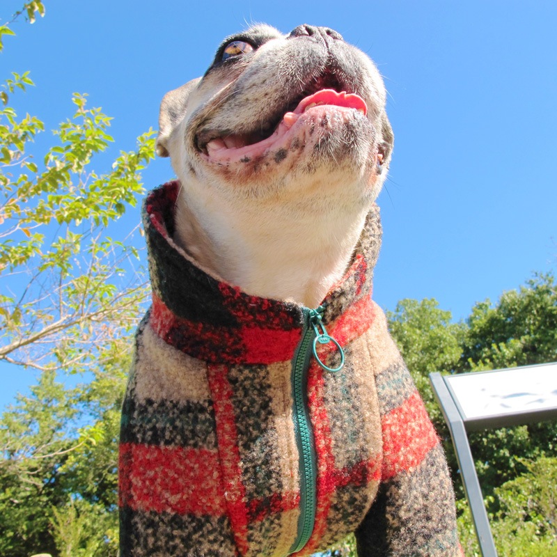 ͥåΥϥͥå㥱åȡڥ᡼Բġ