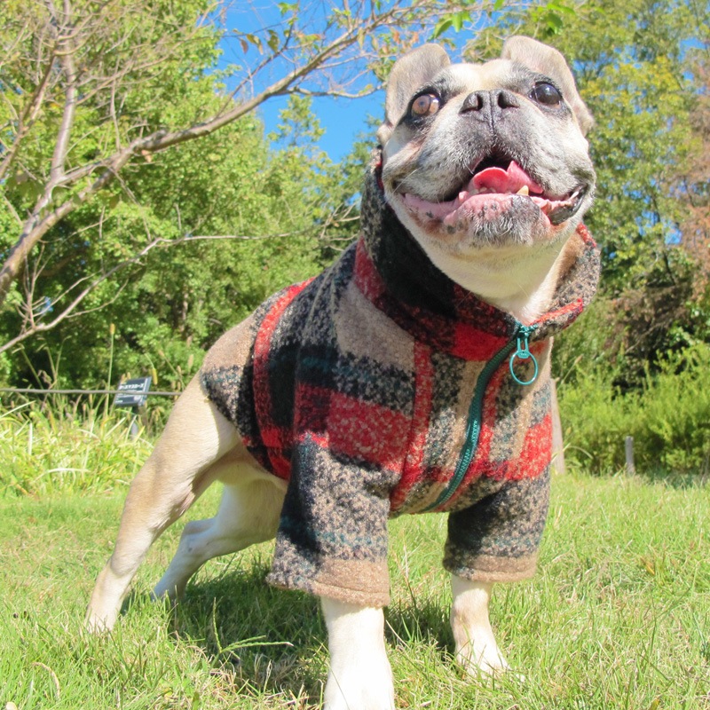 ͥåΥϥͥå㥱åȡڥ᡼Բġ