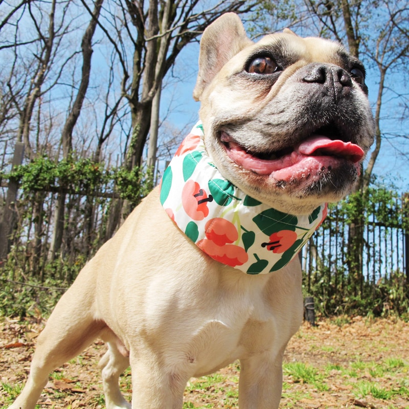 �����륹�̡��ɡʤ��֡ˡ�2�Ĥޤǥ᡼���زġ�