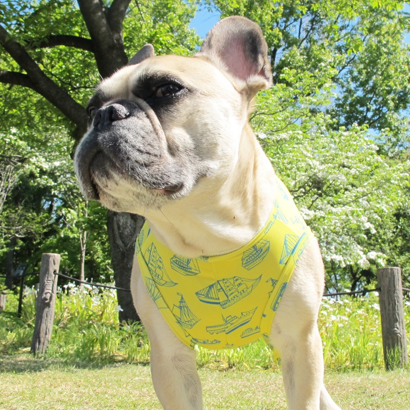 �����罸��ƤĤʤ��ڲƤĤʤ�2��or�ƤĤʤ�1���T�����(����)1��ϥ᡼���زġ�