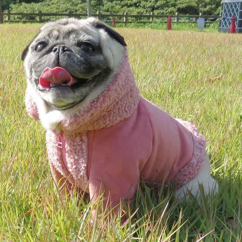 11/28 21�����䳫�ϡ��ԥ󥯥饤���������㥱�åȡڥ᡼�����Բġ�