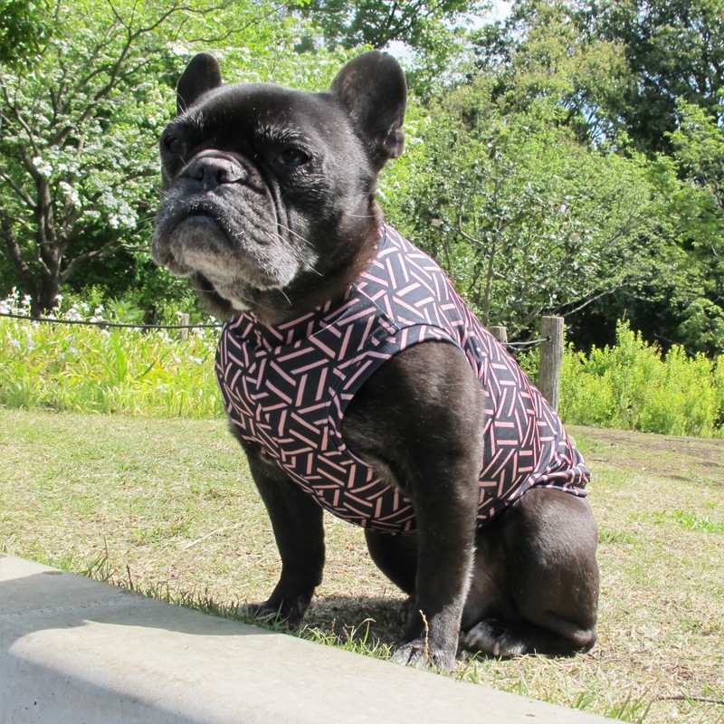 �Ĥ�S�������Τߡ�������쥹�ѥ���������T���󥯥ȥåס�T�����2��or���󥯥ȥå�1���T�����1��ϥ᡼���زġ�