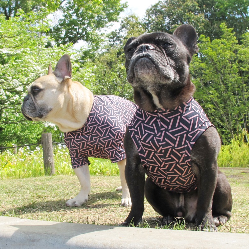 �Ĥ�S�������Τߡ�������쥹�ѥ���������T���󥯥ȥåס�T�����2��or���󥯥ȥå�1���T�����1��ϥ᡼���زġ�