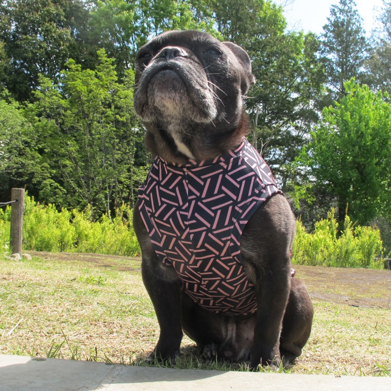 �Ĥ�S�������Τߡ�������쥹�ѥ���������T���󥯥ȥåס�T�����2��or���󥯥ȥå�1���T�����1��ϥ᡼���زġ�