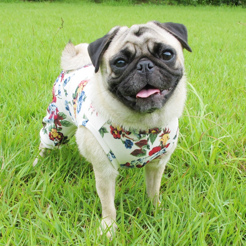 ���󥰥�å��奬���ǥ�ƤĤʤ��ڲƤĤʤ�2��or�ƤĤʤ�1���T�����(����)1��ϥ᡼���زġ�