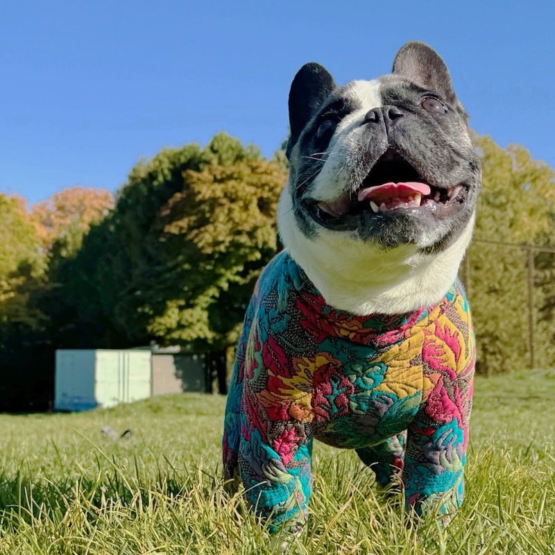 12/9 21�����䳫�ϡ��դäѤȤ��֤Υ���ƥ��󥰥��㡼�����Ĥʤ��ڥ᡼�����Բġ�