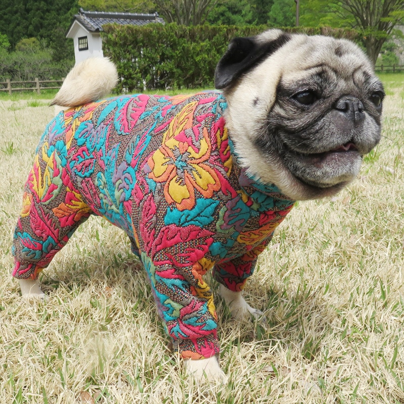 12/9 21�����䳫�ϡ��դäѤȤ��֤Υ���ƥ��󥰥��㡼�����Ĥʤ��ڥ᡼�����Բġ�