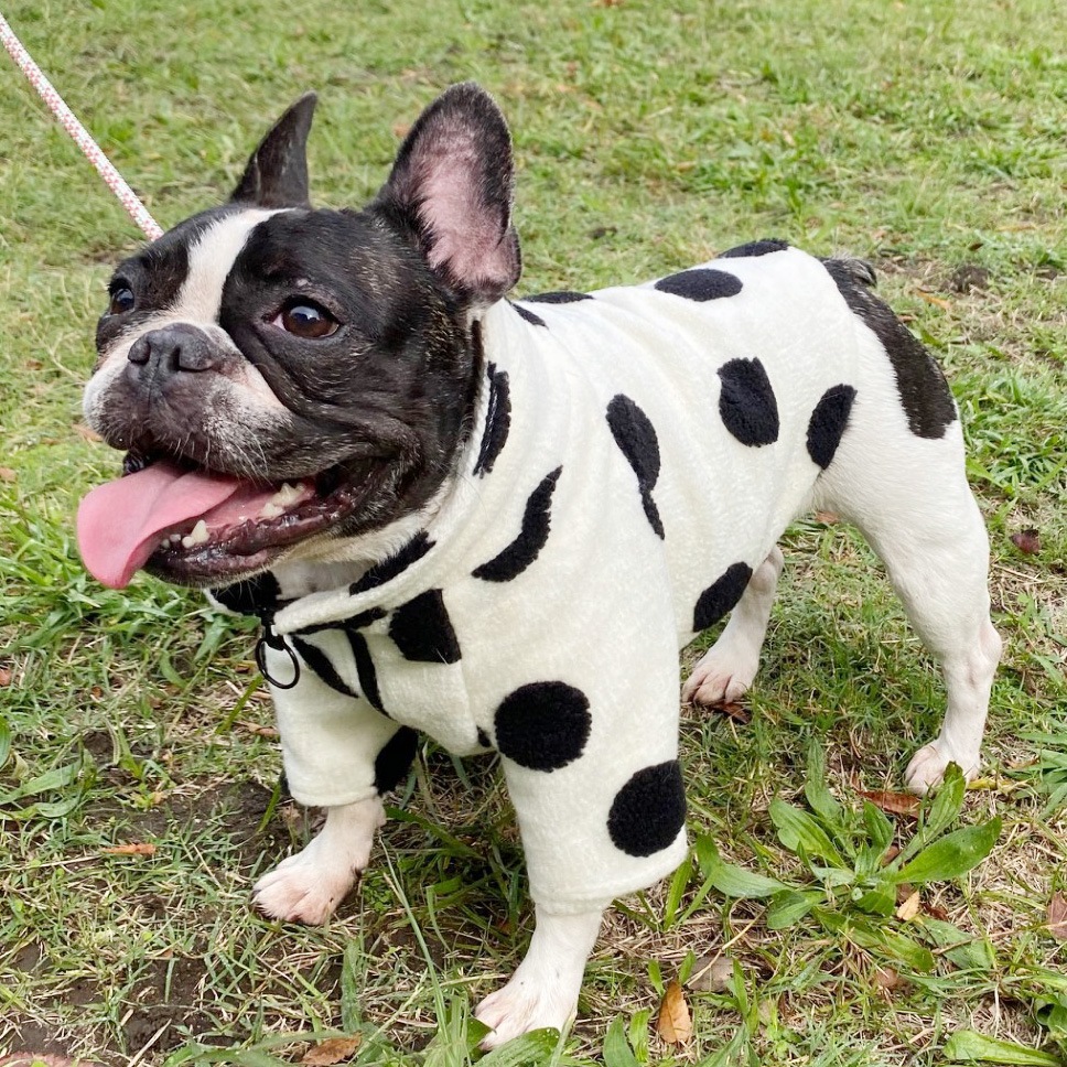 12/12 21�����䳫�ϡ����̥˥åȤΥɥåȥ��㥱�åȡڥ᡼�����Բġ�