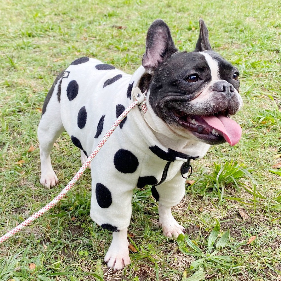 12/12 21�����䳫�ϡ����̥˥åȤΥɥåȥ��㥱�åȡڥ᡼�����Բġ�