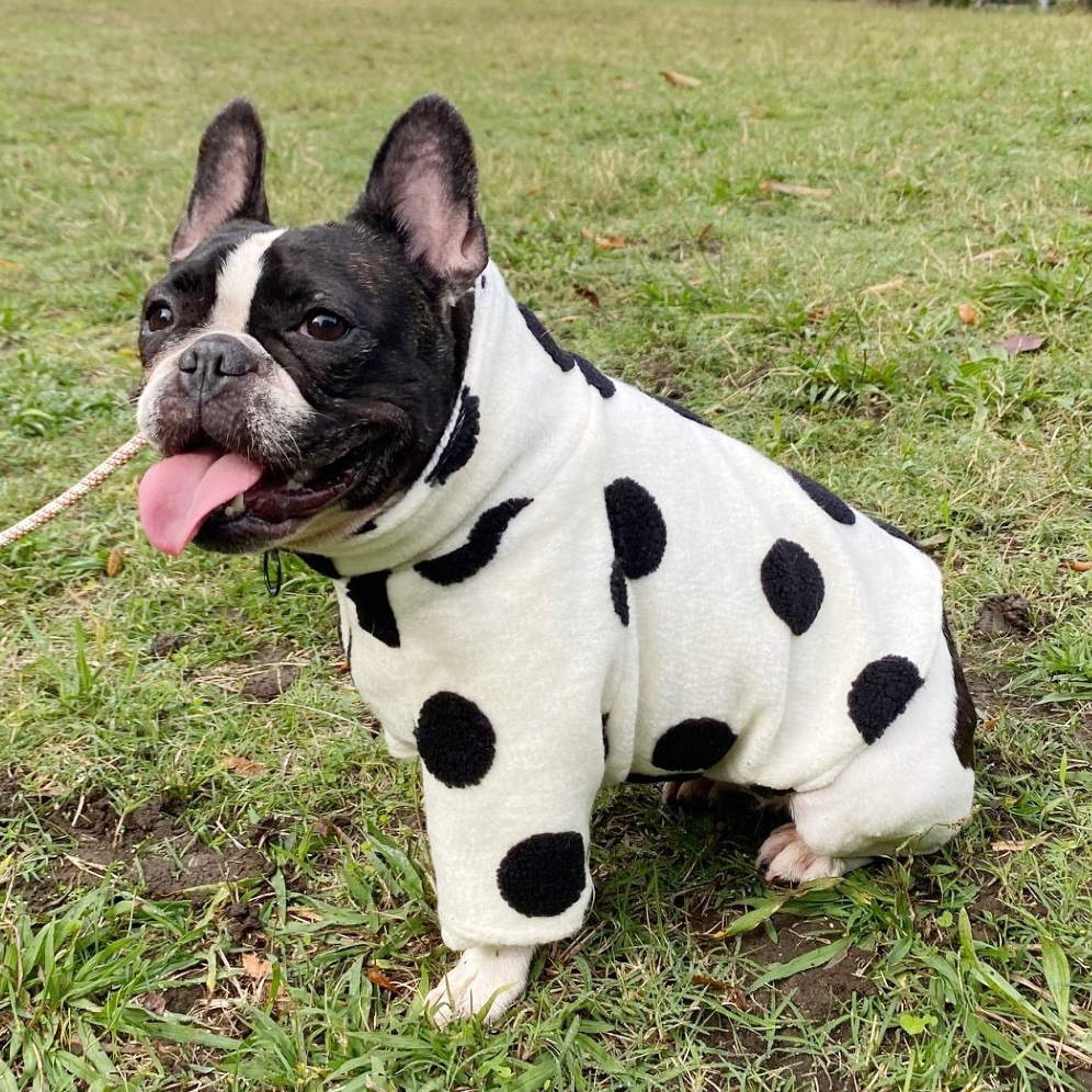 12/12 21�����䳫�ϡ����̥˥åȤΥɥåȥ��㥱�åȡڥ᡼�����Բġ�