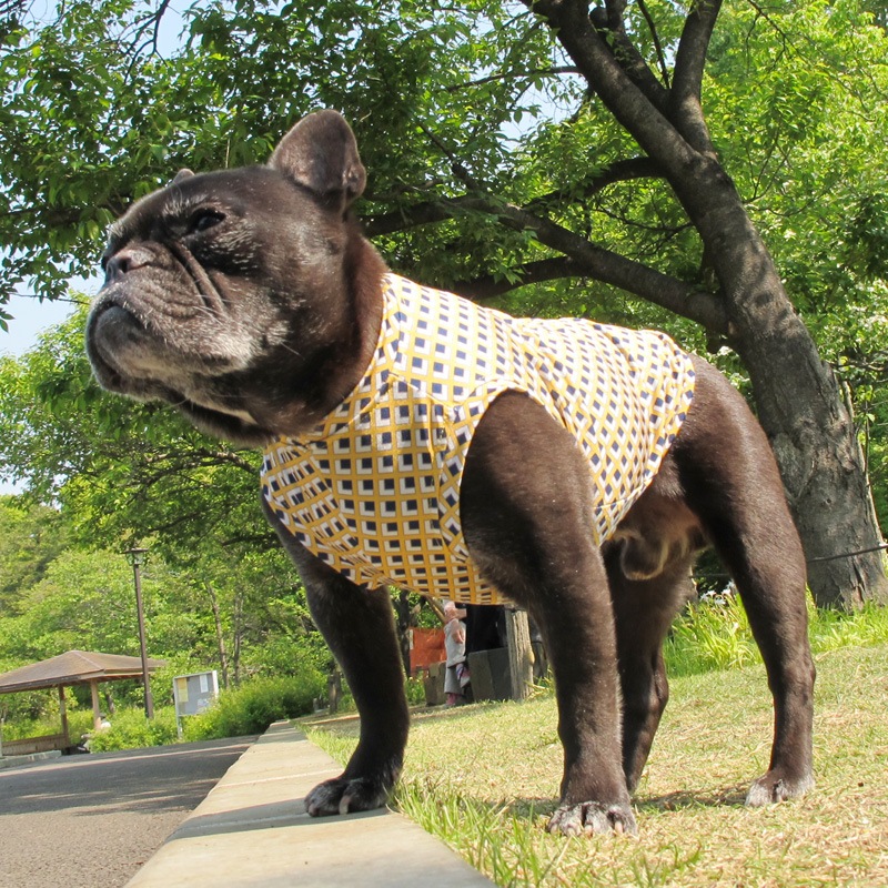 �ͳѤȥ������ʥץ��ȥ��󥯥ȥåס�T�����2��or���󥯥ȥå�1���T�����1��ϥ᡼���زġ�