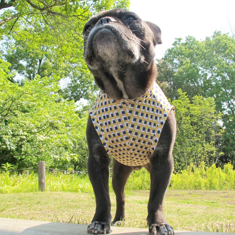 �ͳѤȥ������ʥץ��ȥ��󥯥ȥåס�T�����2��or���󥯥ȥå�1���T�����1��ϥ᡼���زġ�