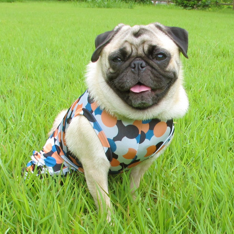 �ɤäȥɥåȥץ��ȲƤĤʤ��ڲƤĤʤ�2��or�ƤĤʤ�1���T�����(����)1��ϥ᡼���زġ�