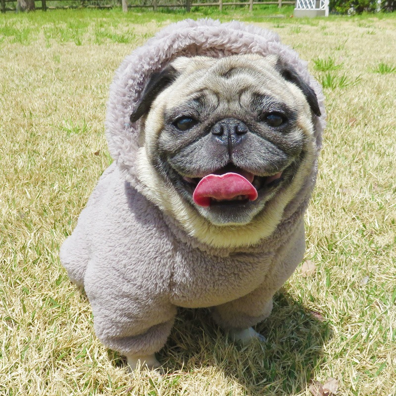 ������ۥա����դĤʤ��ʥ��å��奰�졼�ˡڥ᡼�����Բġ�