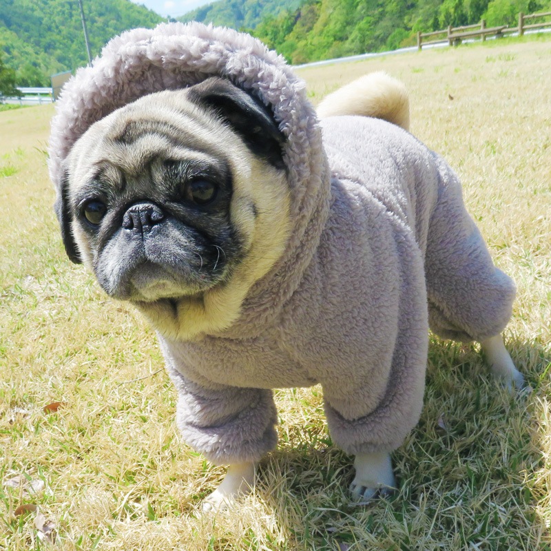 ������ۥա����դĤʤ��ʥ��å��奰�졼�ˡڥ᡼�����Բġ�