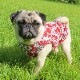�¤βڤ�Ż�����󥯥ȥåס�T�����2��or���󥯥ȥå�1���T�����1��ϥ᡼���زġ�