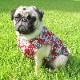 �¤βڤ�Ż�����󥯥ȥåס�T�����2��or���󥯥ȥå�1���T�����1��ϥ᡼���زġ�