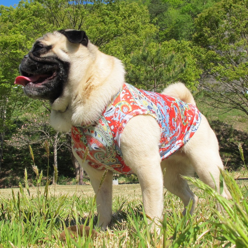 �İ��������ʤ��ݥåץڥ����꡼���󥯥ȥåס�T�����2��or���󥯥ȥå�1���T�����1��ϥ᡼���زġ�