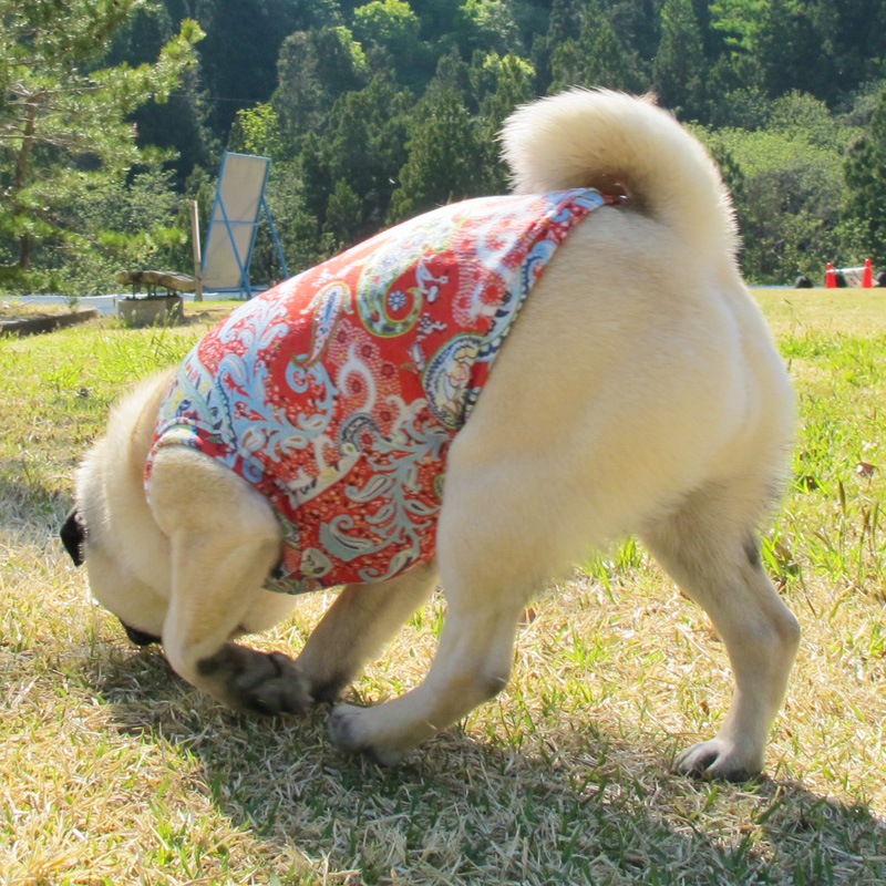 �İ��������ʤ��ݥåץڥ����꡼���󥯥ȥåס�T�����2��or���󥯥ȥå�1���T�����1��ϥ᡼���زġ�