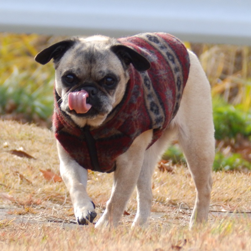 ͥͥƥ٥ȡڰΤߥ᡼زġ