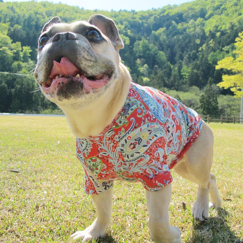 ĤXLΤߡİʤݥåץڥ꡼TġT2or󥯥ȥå1T1ϥ᡼زġ