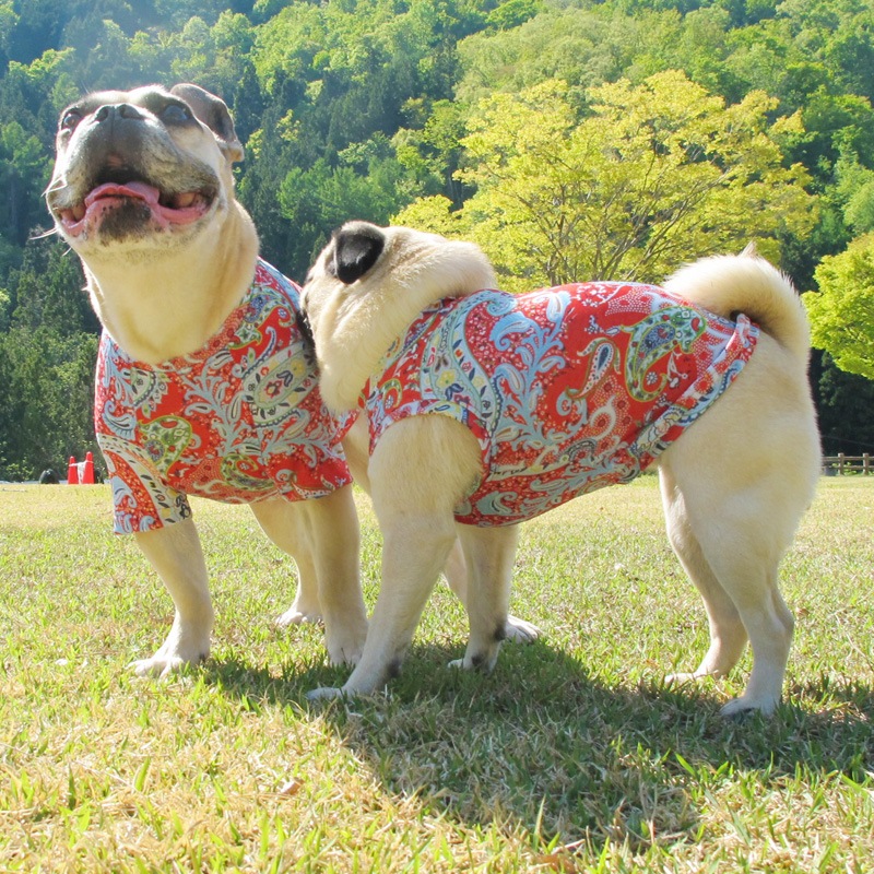 ĤXLΤߡİʤݥåץڥ꡼TġT2or󥯥ȥå1T1ϥ᡼زġ