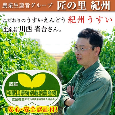 ミィ③★10kgうすいえんどう露地栽培 ミィ③☆10kgうすいえんどう露地栽培 露地産の紀州うすい収穫始まる