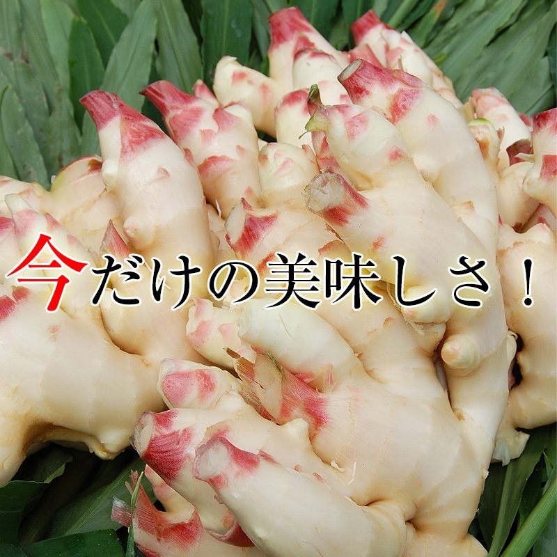 新物　新生姜　安いよ　755 新物 新生姜 安いよ 755 洋楽 食品・飲料・酒 新物 新生姜 安い