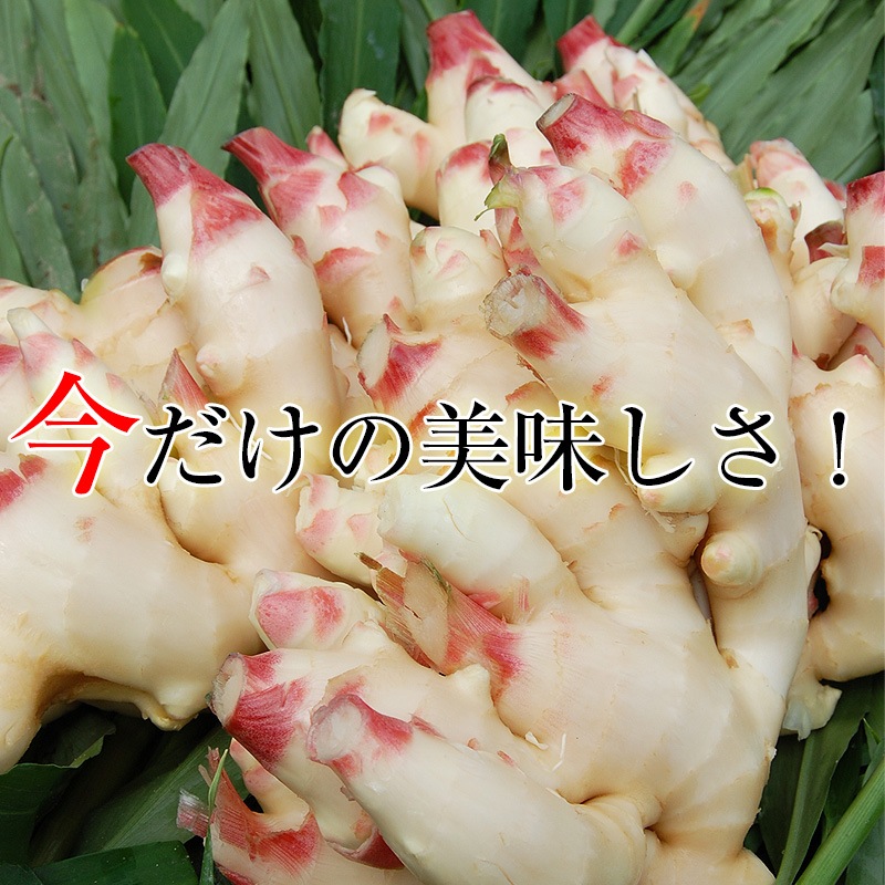 和歌山県産 新生姜 砂地ハウス栽培 4キロ×3 しんしょうが ショウガ 農家直送 フレッシュ新しょうが4kg入和歌山県産 [送料無料]高品質の新