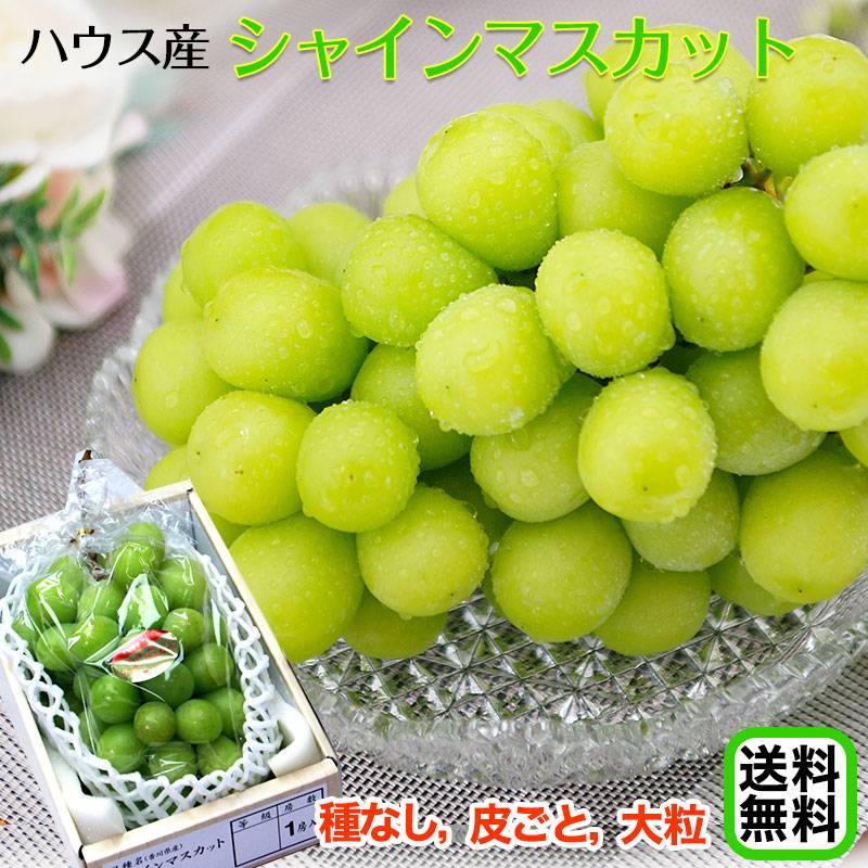 産地厳選　シャインマスカット　5房　1房約600ｇ　クール便発送 産地厳選 シャインマスカット 5房 1房約600g クール便発送 楽天市場