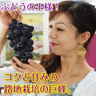 2025年 ご予約開始 <br>巨峰3kg（6～9房入）<br>和歌山県 有田巨峰村の