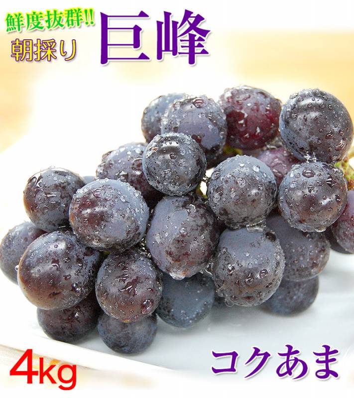 紀州産フウラン（超巨大サイズ株） 紀州産フウラン（超巨大サイズ株） - メルカリ